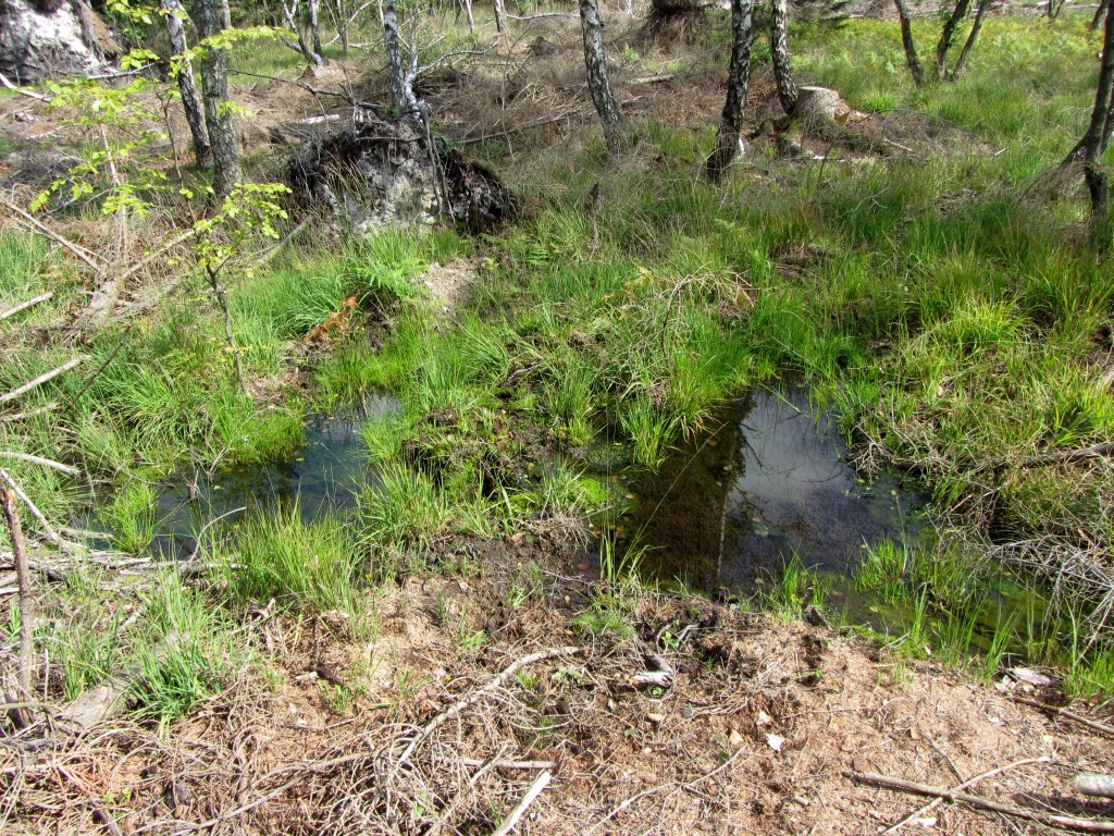Inmitten einer Unterholzfläche fand sich exakt auf dem RV-Punkt die Quelle eines Baches.